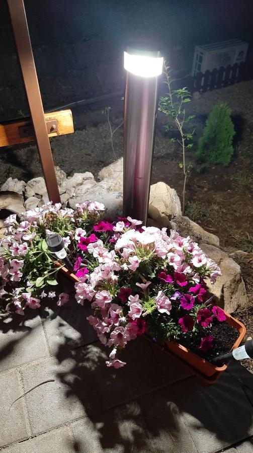 Apartment Bobita Haza *